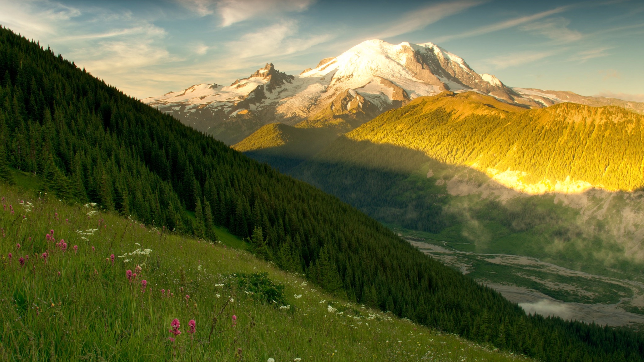 Morning sun over an alpine wildflower meadow and evergreen slopes in the North Cascades